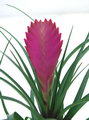 Tillandsia Cyanea